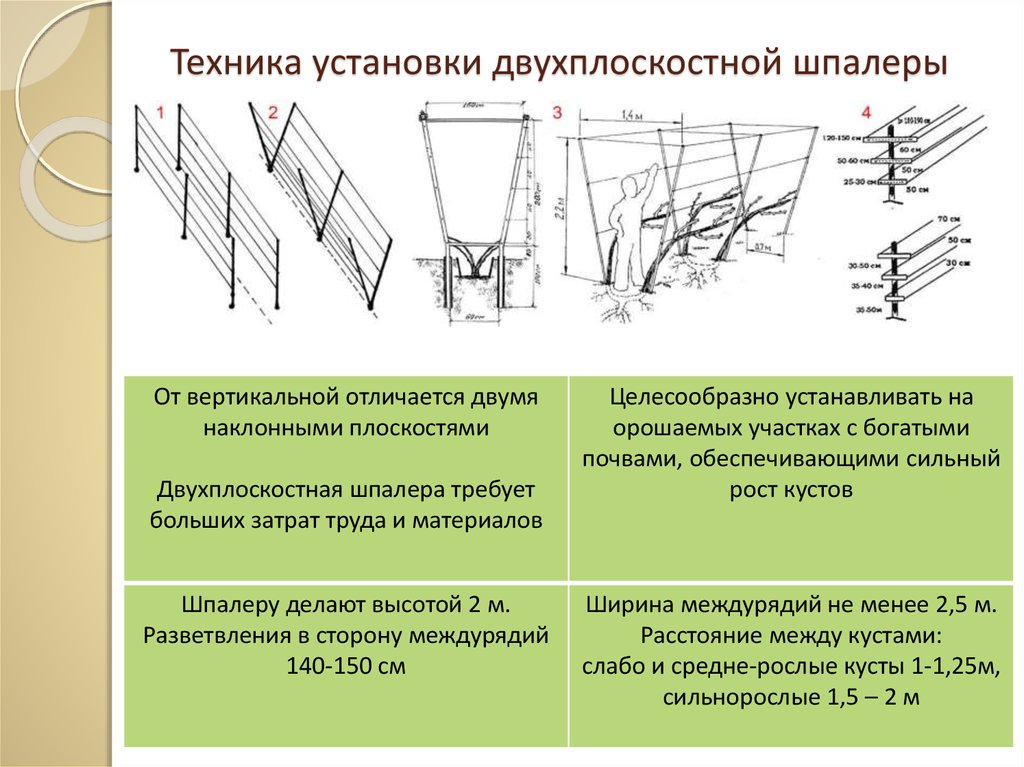 Шпалера для винограда размеры чертеж