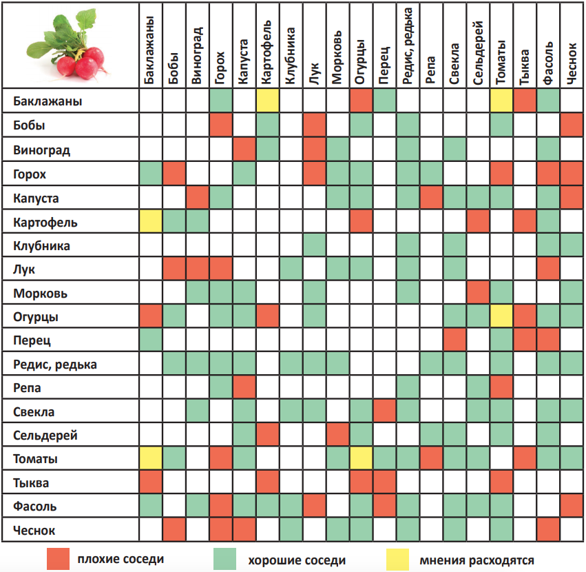 Таблица посадки овощей в открытый. Таблица совместимости посадок овощных культур. Таблица совмещенных посадок растений на грядке. Совместимость овощных культур при посадке на грядке таблица. Соседство овощей на грядках таблица совместимости.