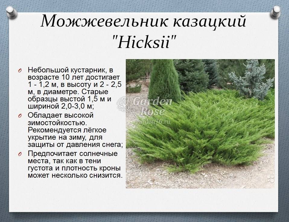 Казацкий можжевельник: популярные сорта и все тонкости посадки, ухода, лечения