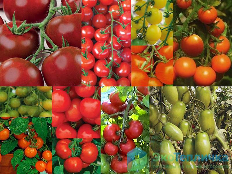 Самые-самые: сочные, ароматные и сладкие помидоры для теплицы и открытого грунта — как не ошибиться в выборе сорта? — фазенда