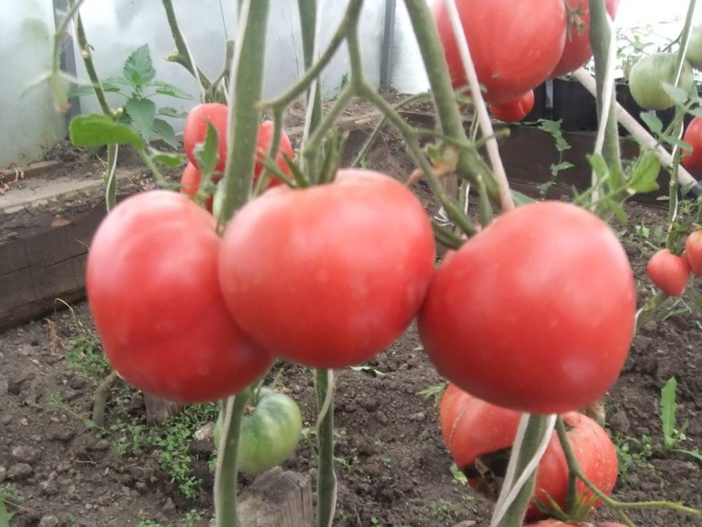 Подборка самых высокоурожайных сортов томатов для теплиц