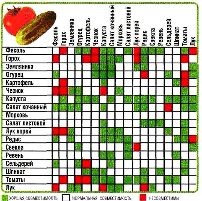 Совместимость растений в саду и огороде (таблица)
