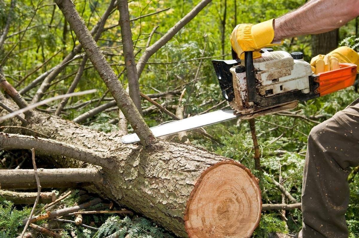 Какие деревья можно пилить без разрешения: что надо знать, чтобы не нарушить закон