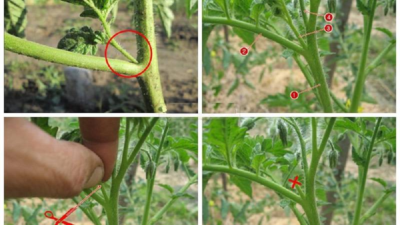 Пошаговая инструкция и схема пасынкования томатов в теплице и открытом грунте