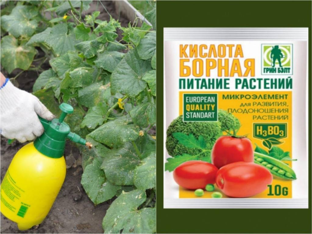 Как защитить томаты, перцы и огурцы от болезней и вредителей в парниках и теплицах