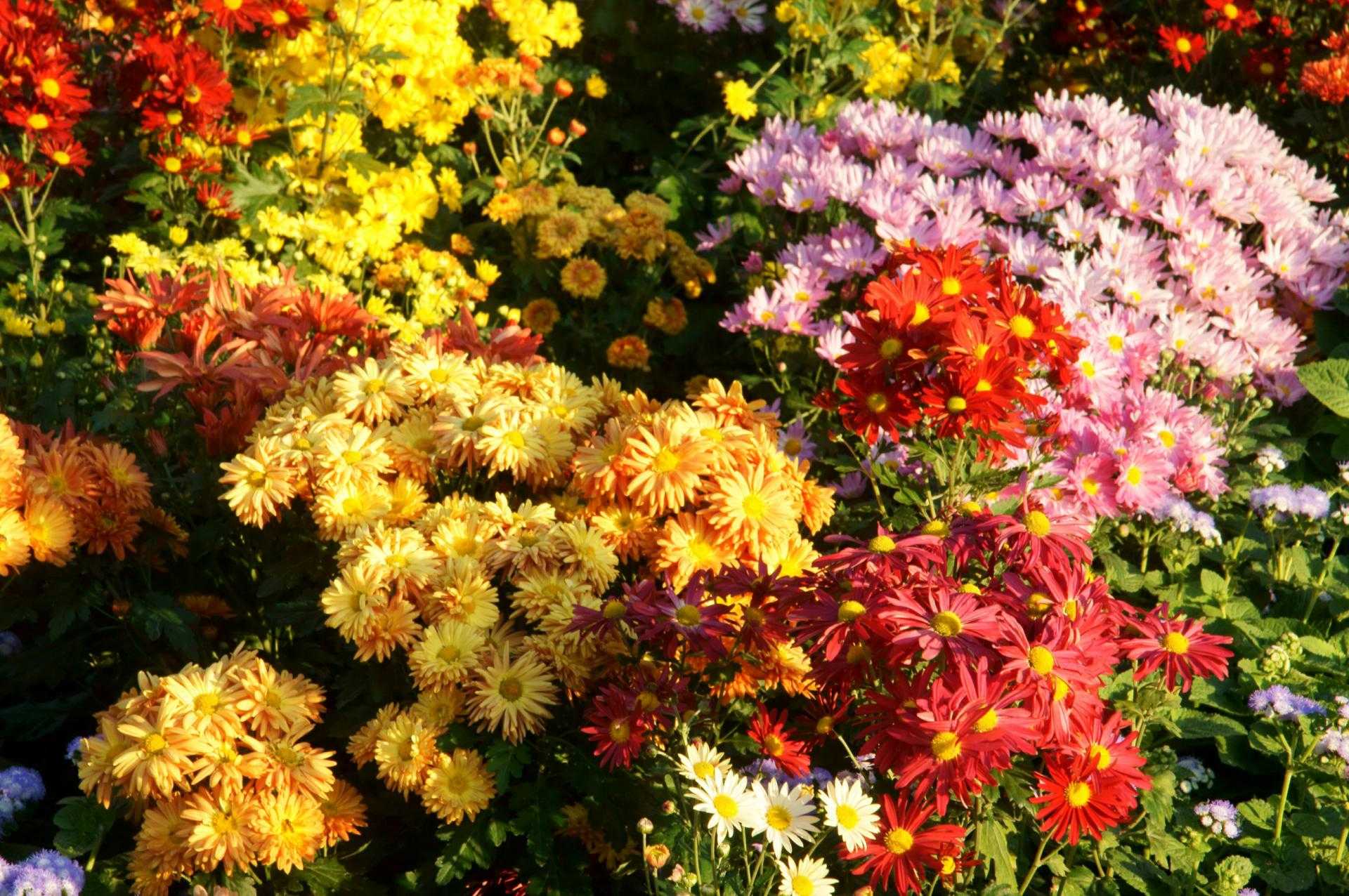 осенние цветы фото с названиями
