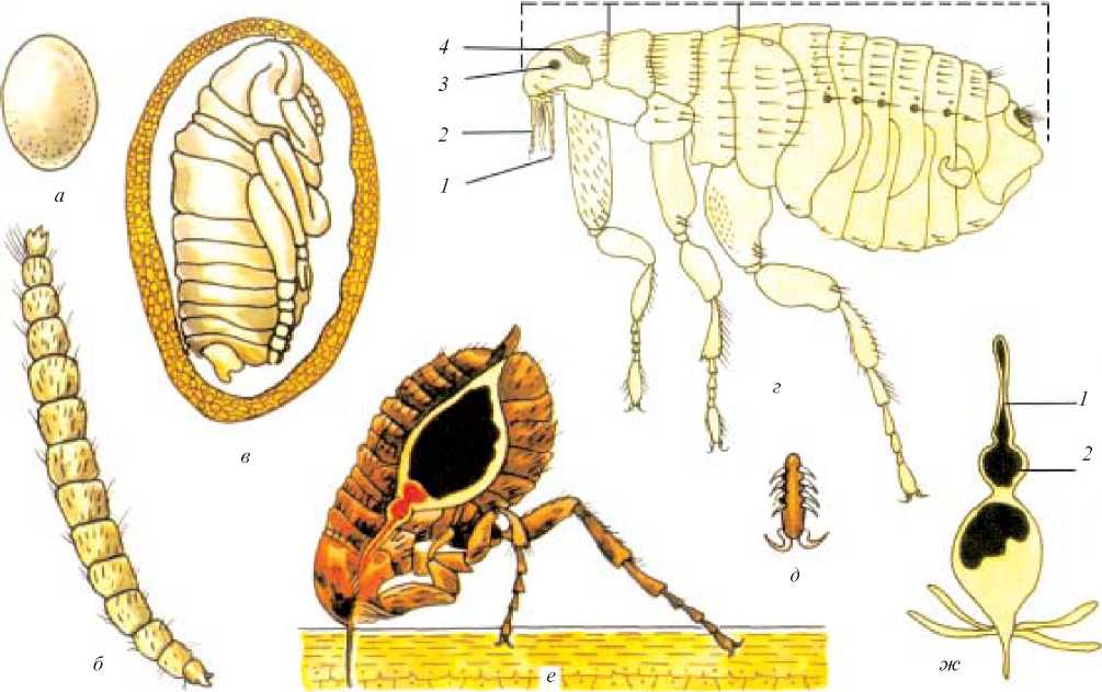Какой цифрой обозначена на рисунке куколка человеческой блохи