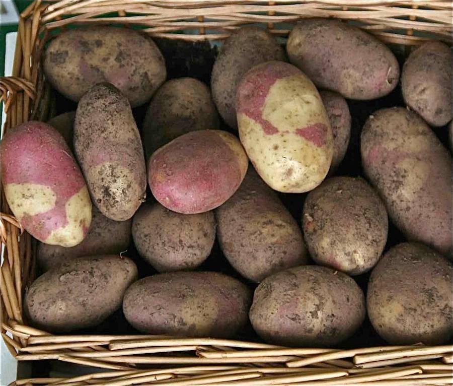 Картофель сынок, он же богатырь: описание сорта и советы по выращиванию
