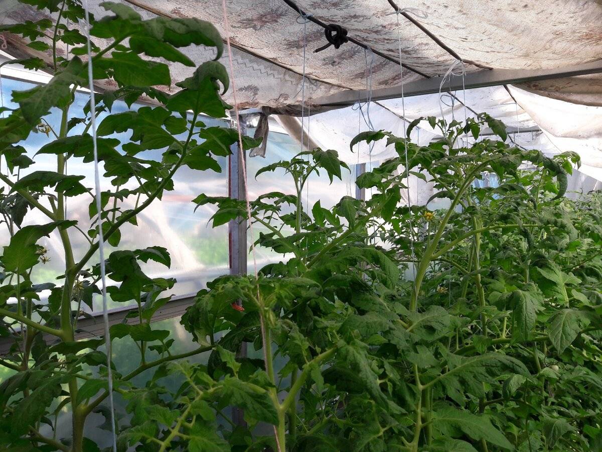 Как выращивать помидоры в теплице, чтобы был большой урожай
