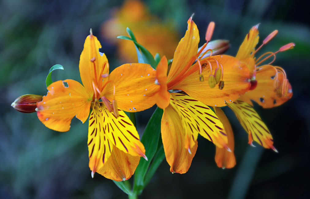 Цветок альстромерия: сорта, выращивание в открытом грунте и дома