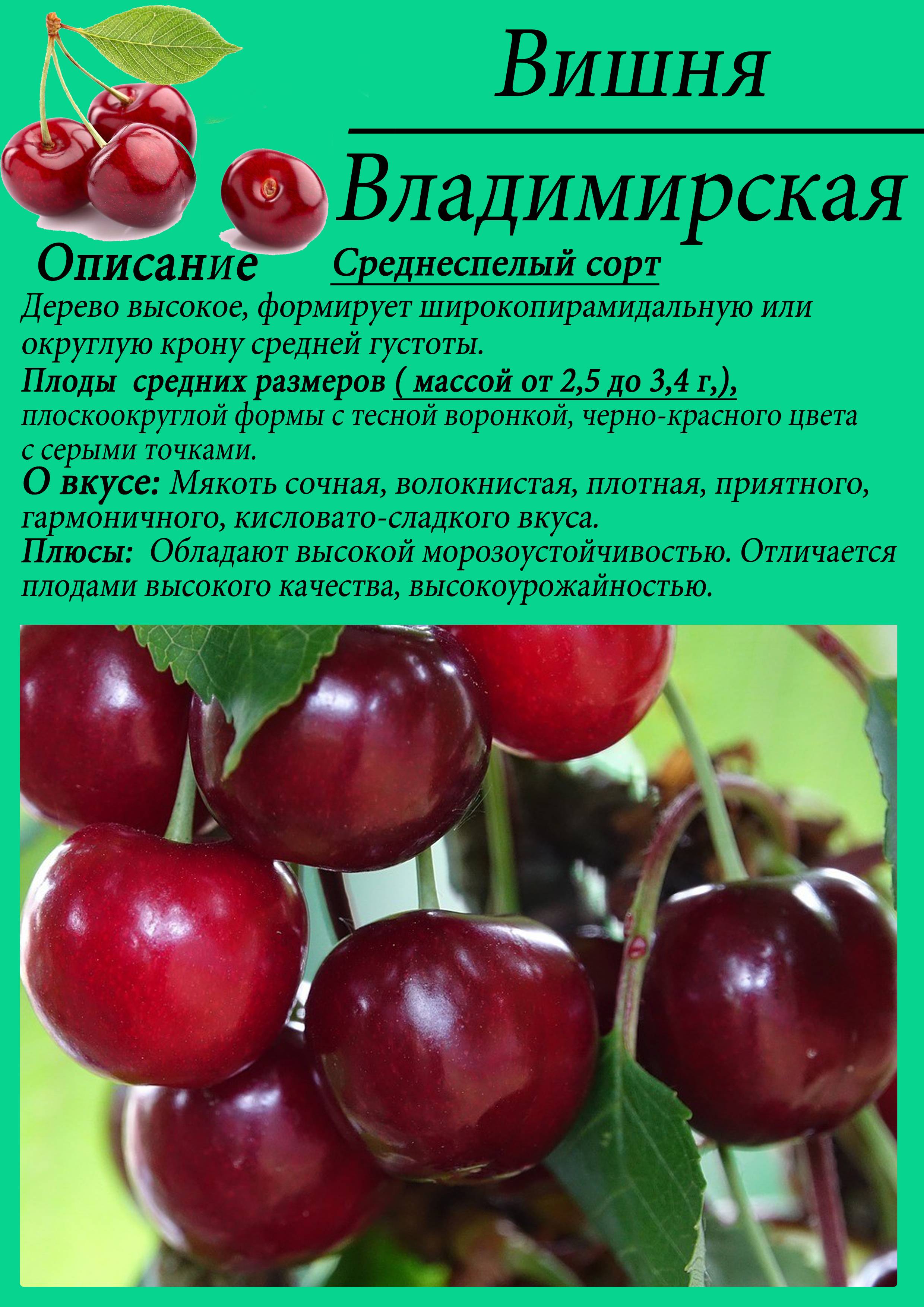 Сорт вишни Владимирская