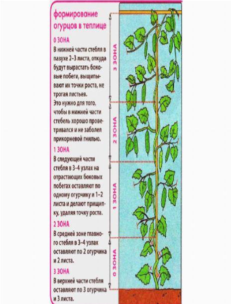 Обрезка огурцов в теплице: схема формирования, чтобы был хороший урожай