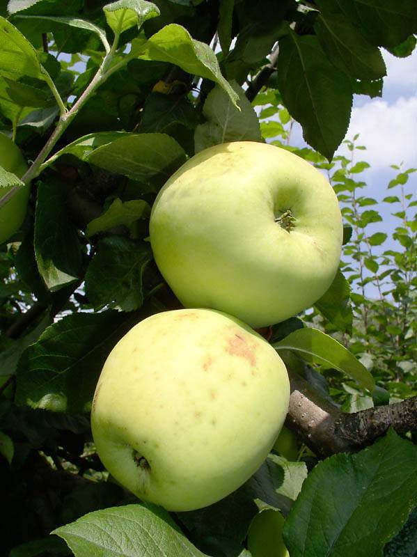 Самые зимостойкие сорта яблонь для подмосковья с фото и описанием
