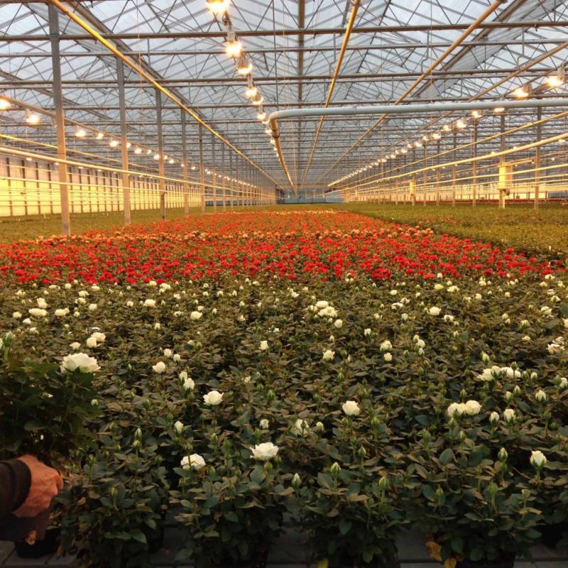 Выращивание роз в теплице – красивые цветы круглый год