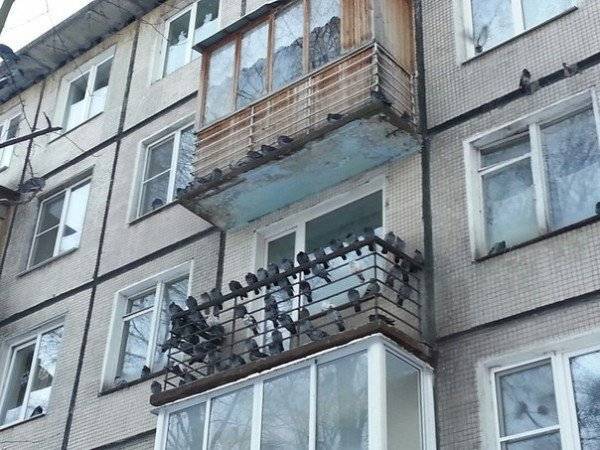 Как избавиться от голубей на балконе, подоконнике, чердаке: советы, видео