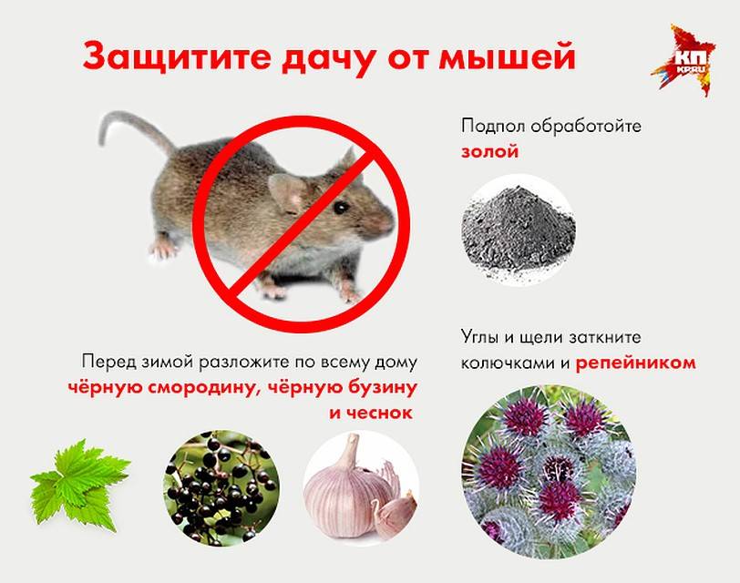 Как избавиться от крыс в частном доме: народными средствами и химическими