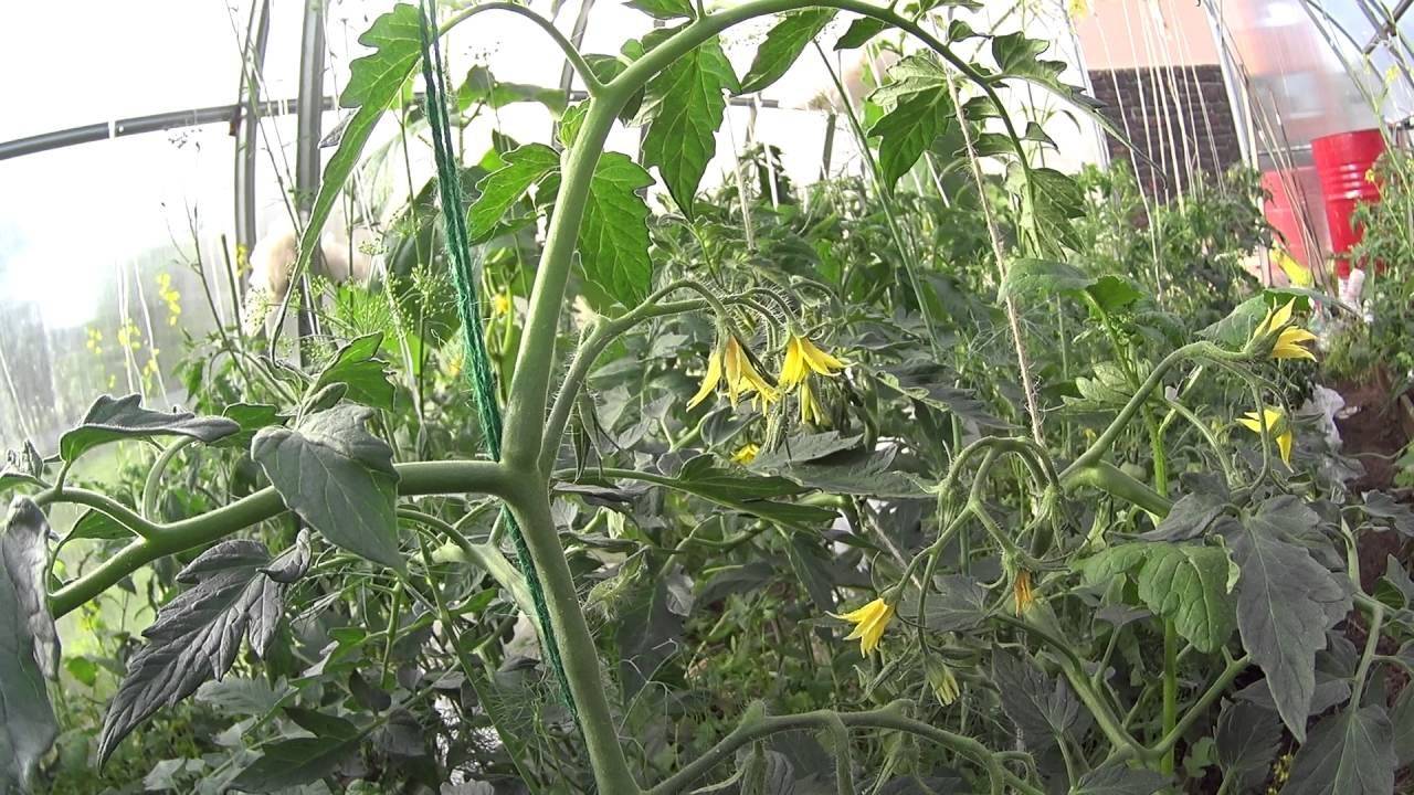 Опадают цветы у помидор в теплице