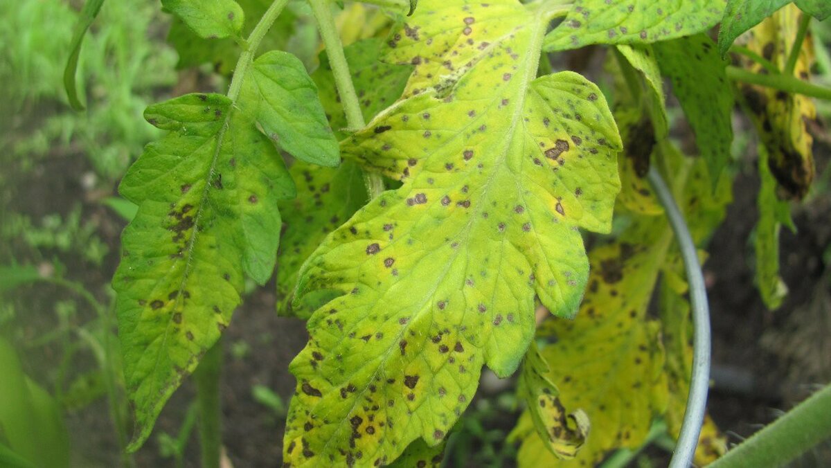 Нехватка фосфора у томатов фото листьев лечение