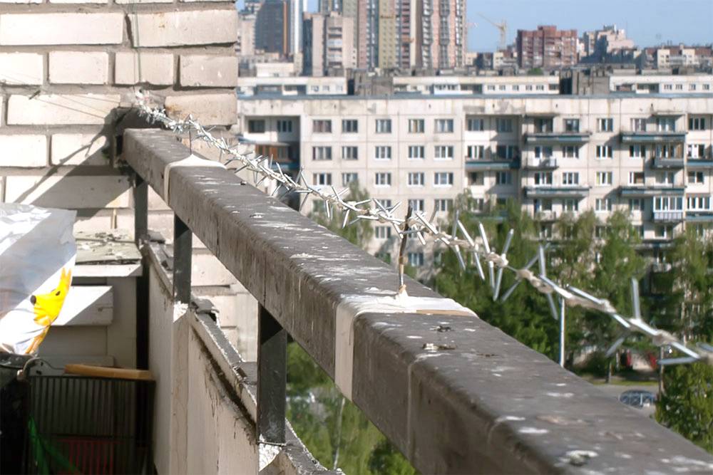 Как избавиться от голубей на балконе – советы