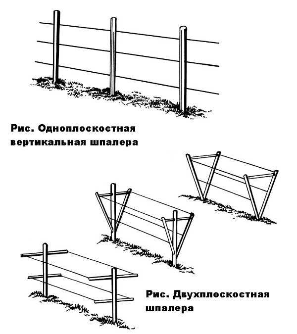 Шпалера для ежевики своими руками чертежи и фото