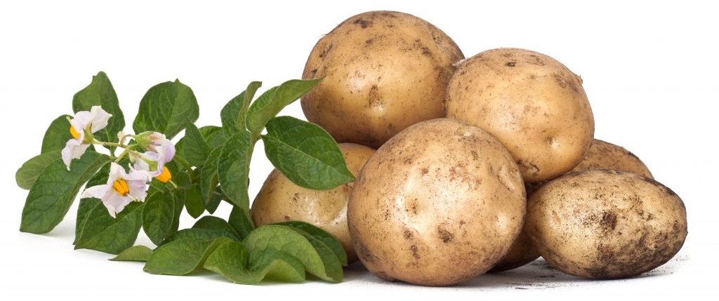 Сорт картофеля сынок, описание, фото, характеристика и отзывы, а также особенности выращивания