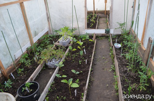 Как посадить огурцы и помидоры в одной теплице правильно из поликарбоната фото