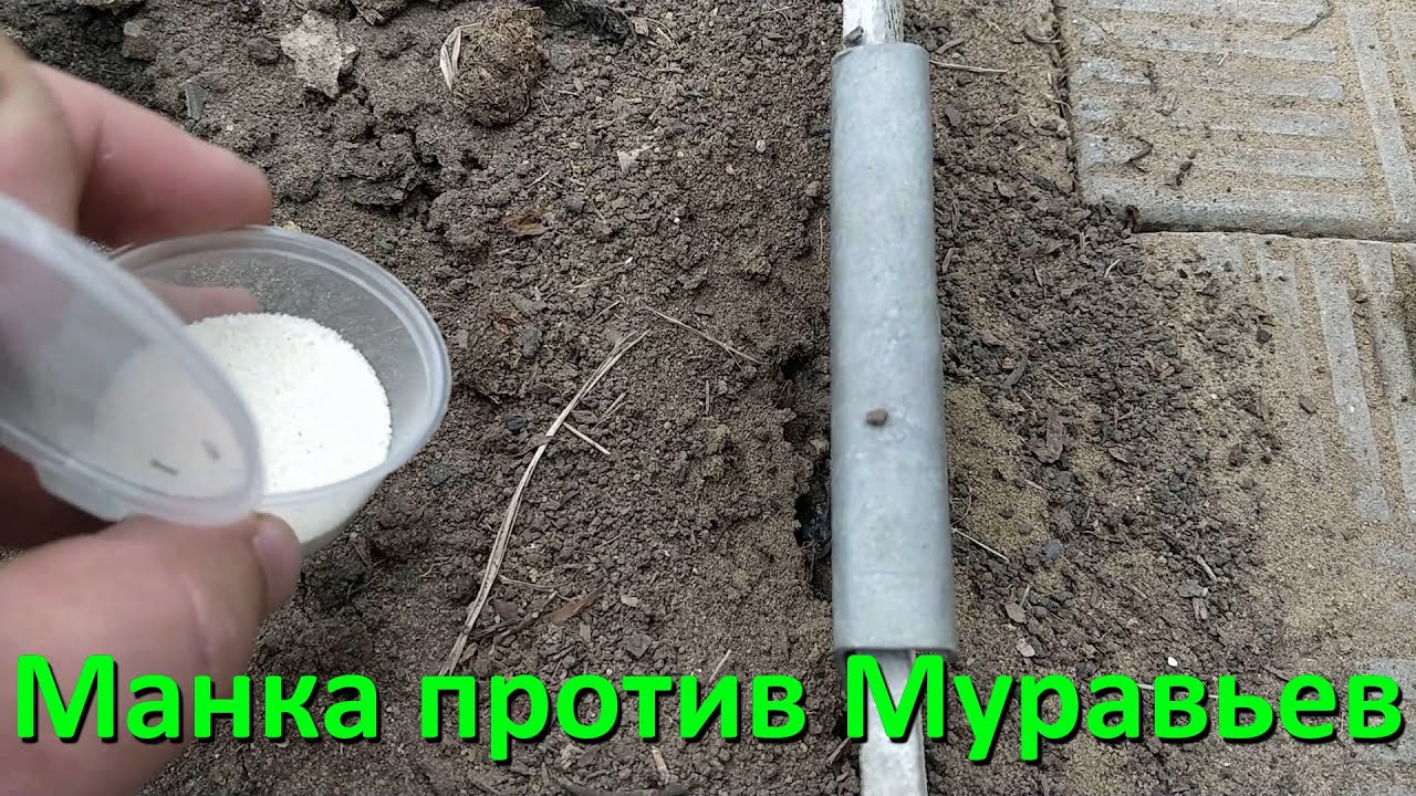 Как избавиться от муравьев в теплице – проверенные средства и методы
