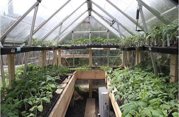 Совместимость растений разных овощей в теплице | сад и огород