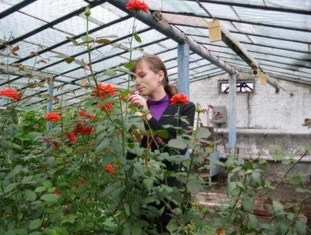 Выращивание роз в теплице как бизнес: технология высадки + ухода голландских сортов своими руками + видео