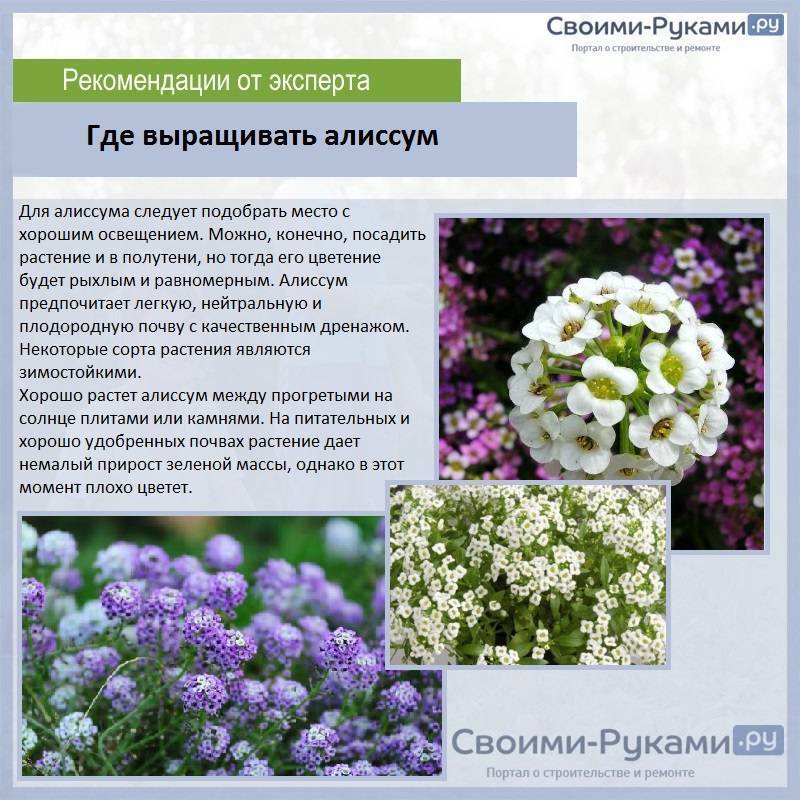 Цветы алиссум : всё, что нужно знать о посадке, выращивании и уходе 50+ фото