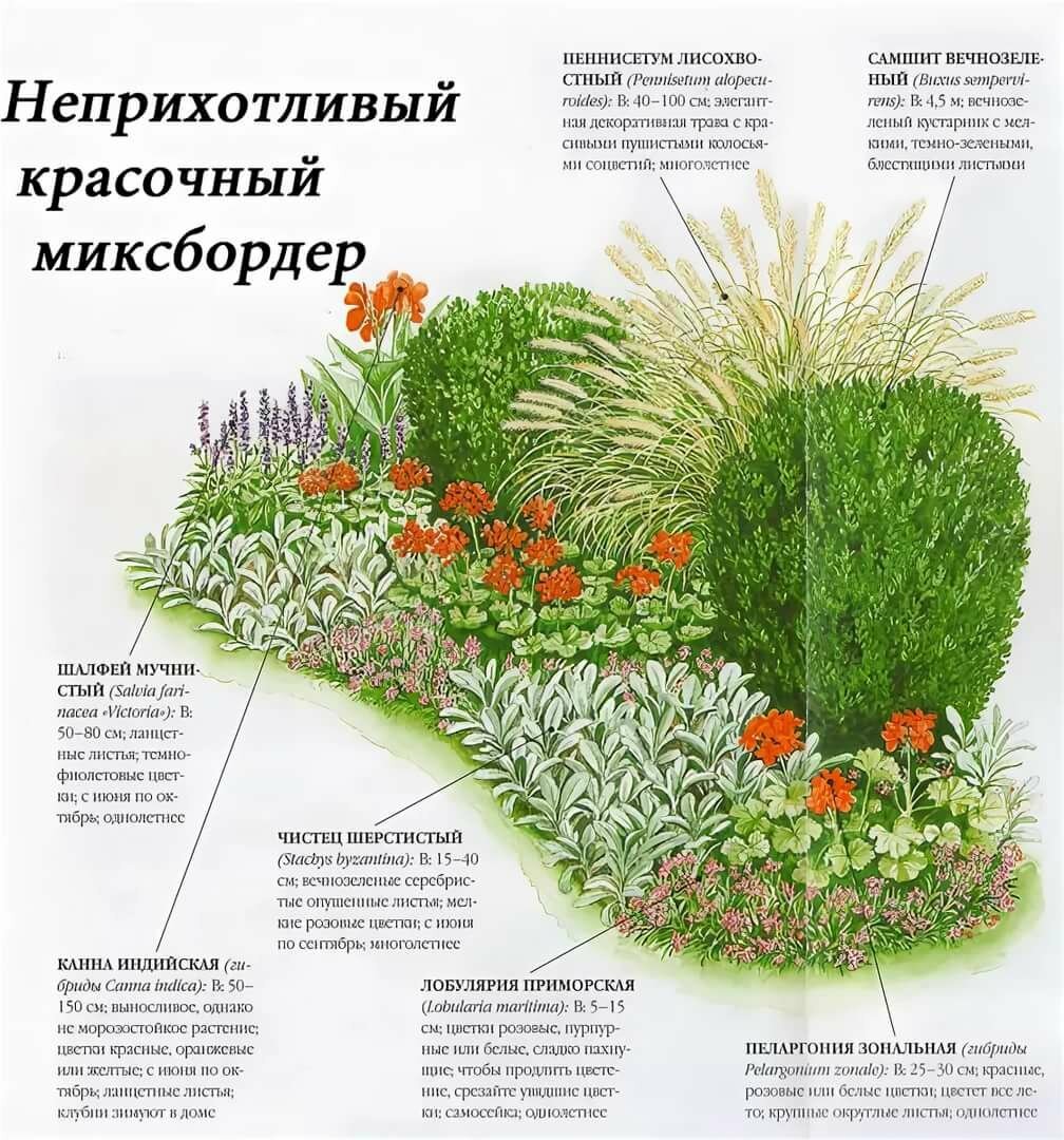 Миксбордеры из многолетников: схемы и названия, примеры, фото