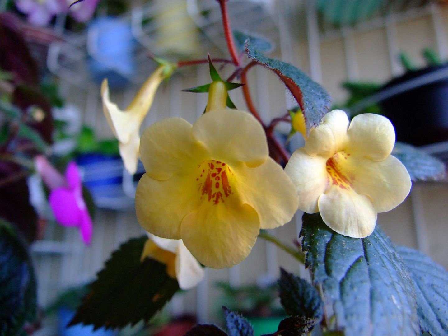 Ахименес Peach Cascade. Ахименес цветок. Ахименес сиреневый. Ахименес Yellow Beauty.