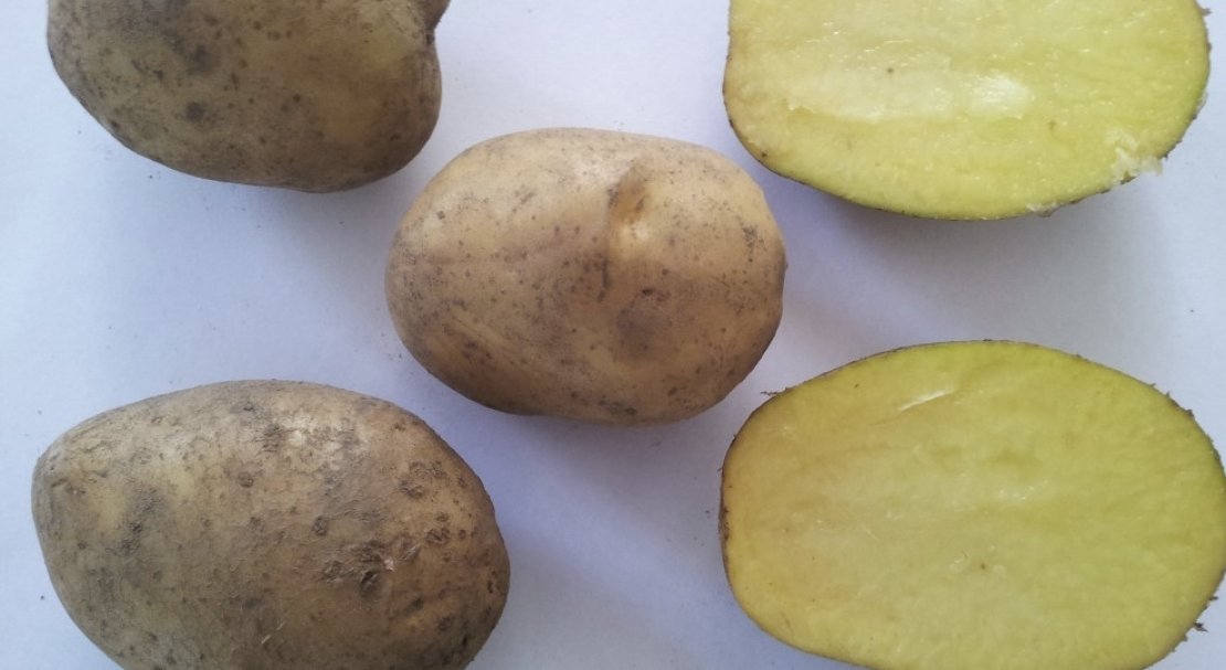 Сорт картофеля скарб: фото, отзывы, описание, характеристики.