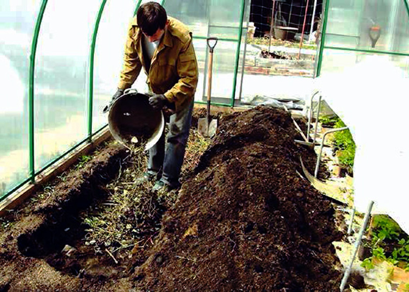 Горчица сидерат — когда посеять и перекапывать: рекомендации садоводу-огороднику