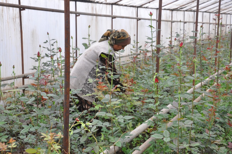 Выращивание роз на продажу как бизнес: технология выращивания в теплице, бизнес план, лучшие сорта