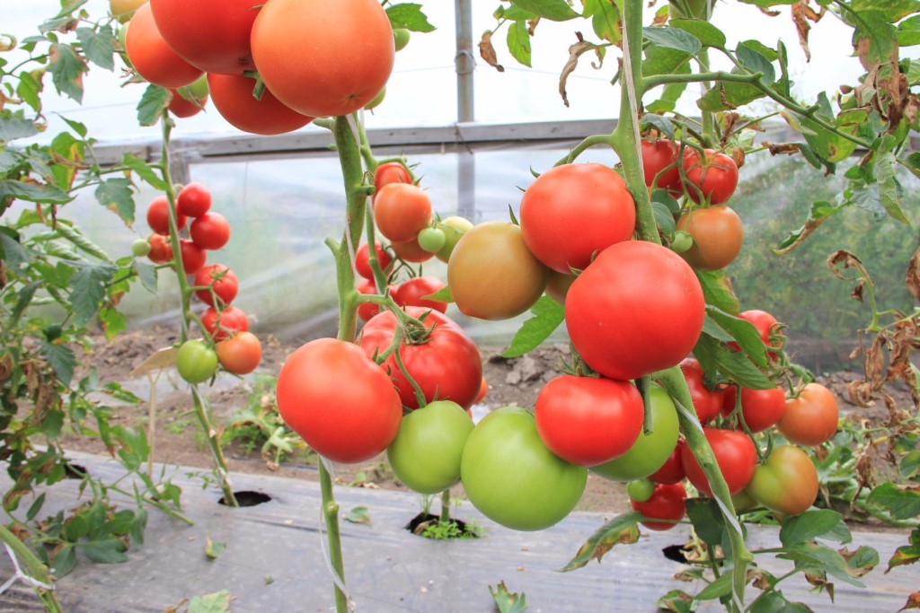 Урожайность томата кукла. Низкорослые томаты для теплицы f1. Семена томатов f1 для теплицы Госреестр. Семена томат три сестры f1. Томат три медведя f1.