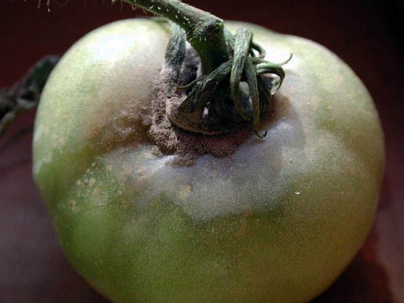 Вершинная гниль на помидорах: что делать и как лечить