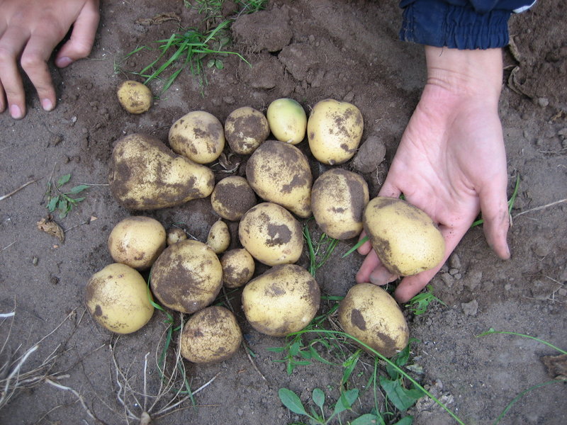 Описание и правила выращивания сорта картофеля скарб + фото