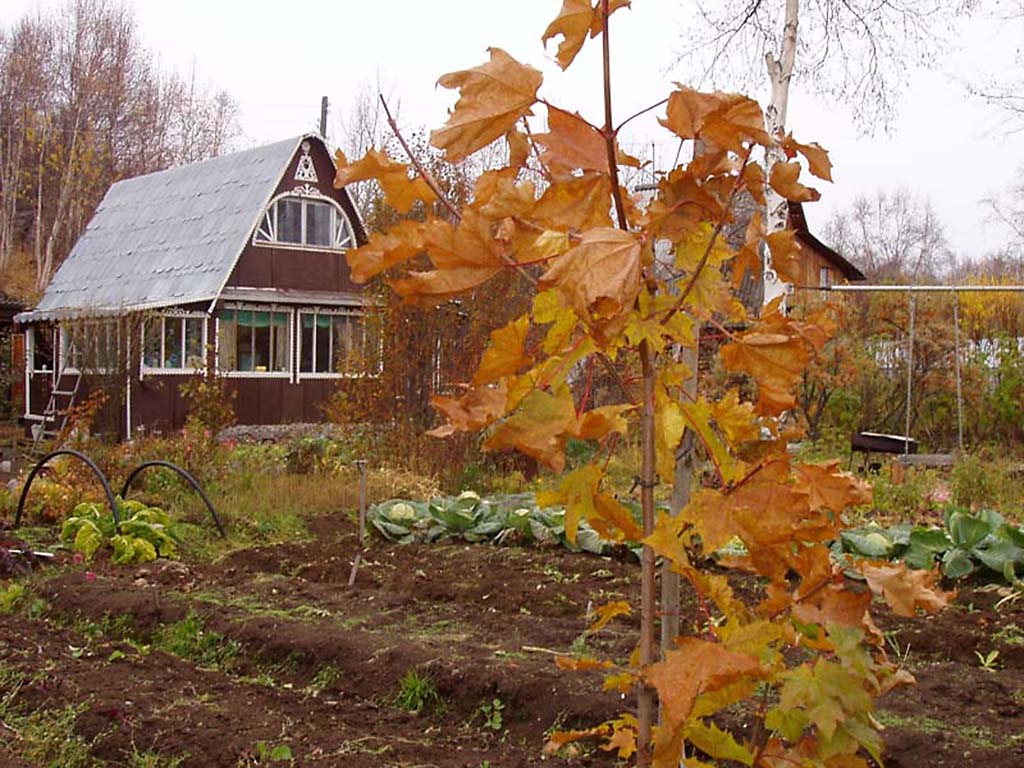 Осенние работы в саду и огороде, о которых я никогда не забываю. подготовка почвы к зиме. фото — ботаничка