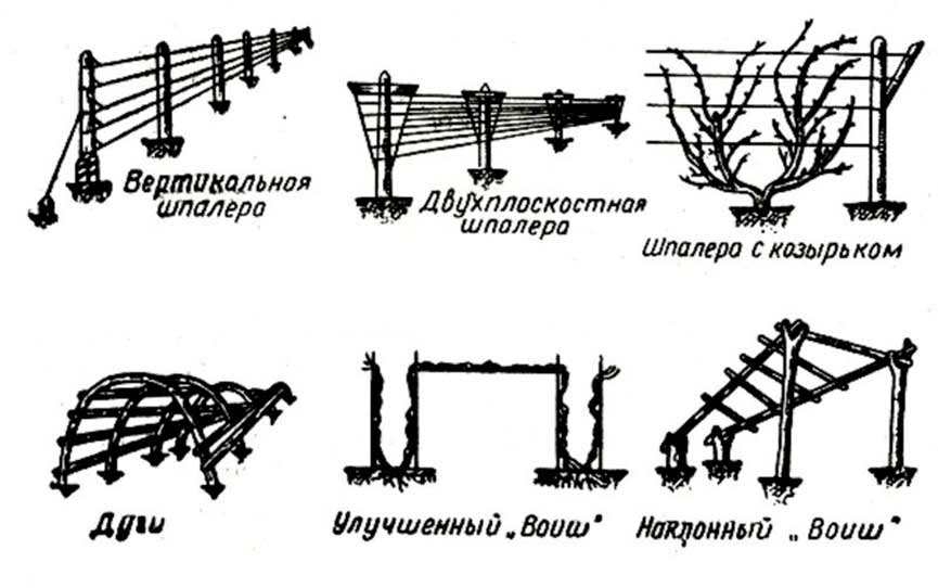 Одноплоскостная шпалера для винограда своими руками чертежи