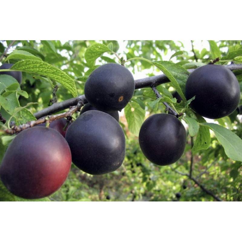 Черный абрикос «черный принц»: описание сорта, особенности выращивания и отзывы