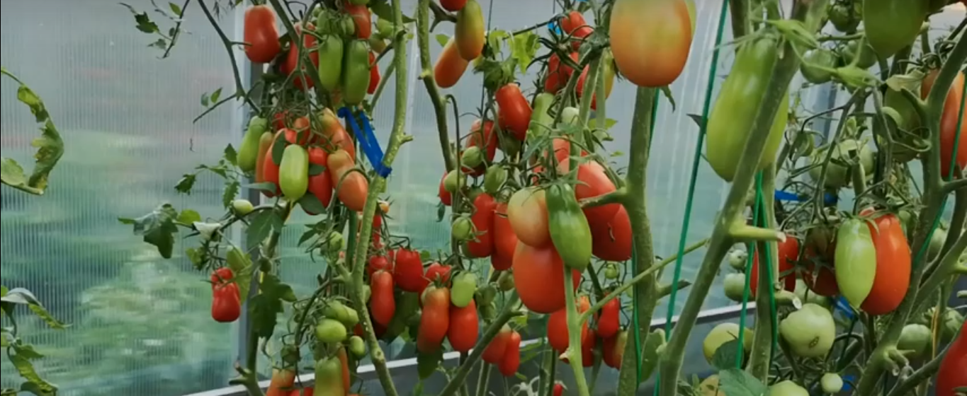Обзор лучших сортов высокорослых помидоров для открытого грунта: помощь в выборе и отзывы дачников