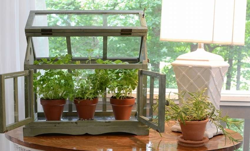 Мини-парник из подручных материалов: 10 способов построить укрытия для растений