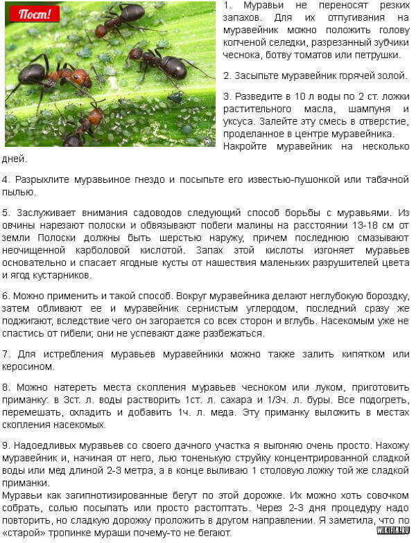 Как вывести муравьев из квартиры — причины, методы избавления