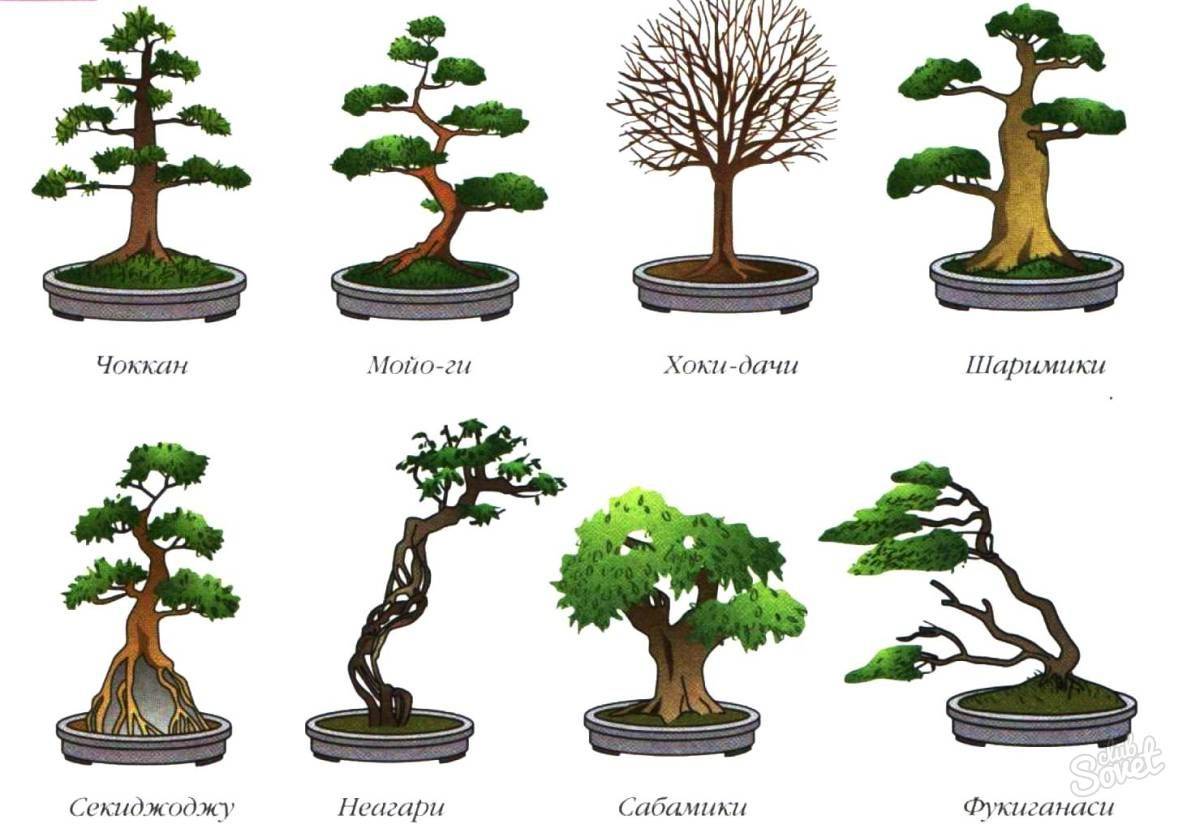Дерево бонсай: 5 основных видов и правила ухода