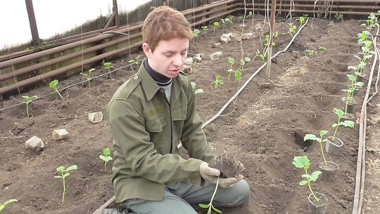 Как выращивать огурцы: технология возделывания и важные советы