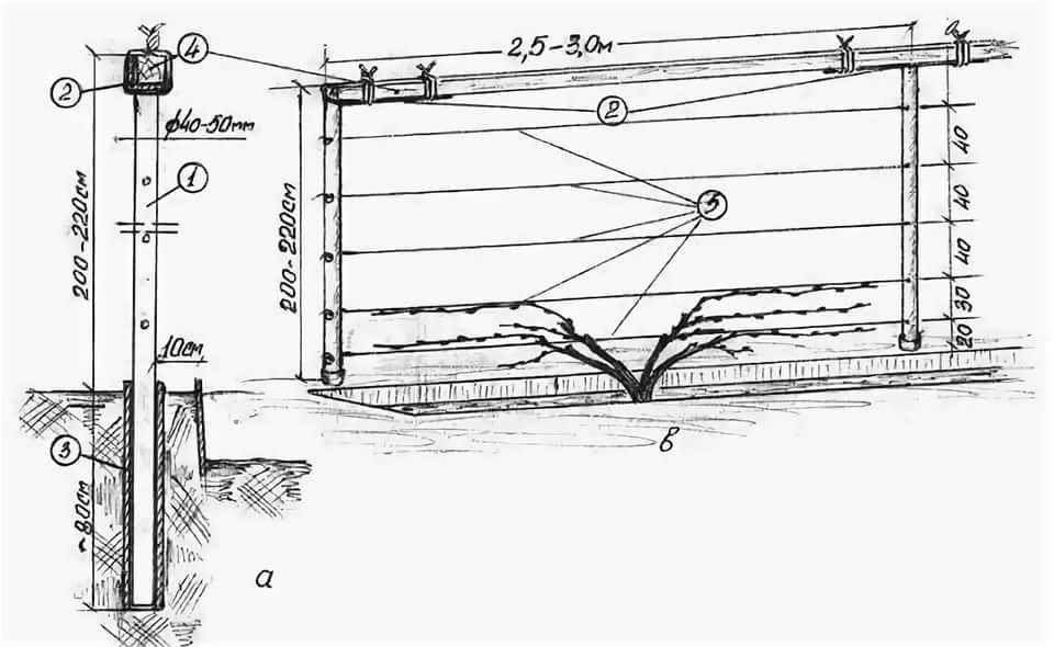 Для винограда опора из металла своими руками фото чертежи