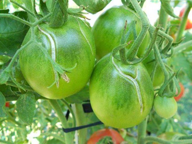 Лопаются и трескаются помидоры в теплице, что делать?