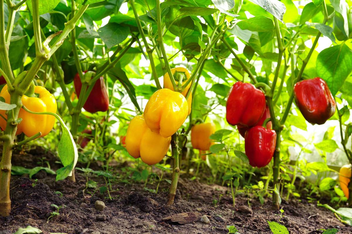 Как вырастить болгарский перец в теплице правильно из семян — как сажать болгарский перец в теплице — про огород