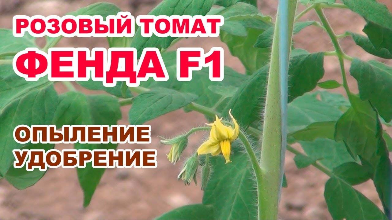 Искусственное опыление томатов, огурцов и других культур - технология работ